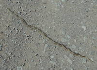 GDMBR: We saw this critter sun-bathing in the middle of the road. It is NOT a Rattlesnake but has Psuedo Diamondback Markings (it is a non-poisonous constrictor).